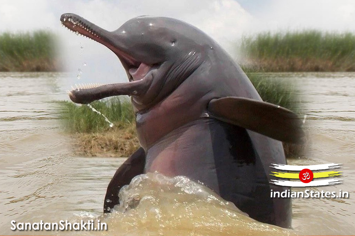 National Aquatic Animal of India - River Dolphin