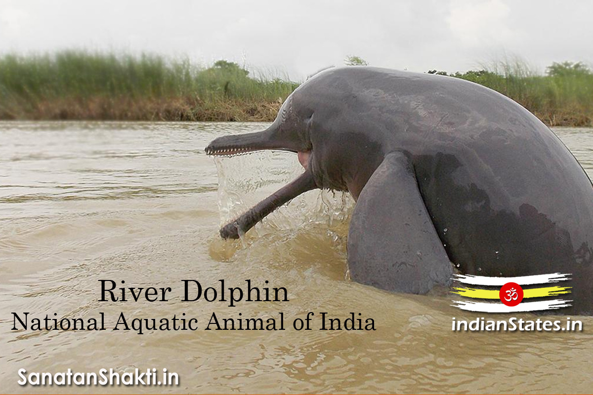 National Aquatic Animal of India - River Dolphin