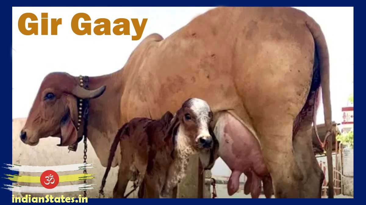  गौसेवा बिहार प्रांत