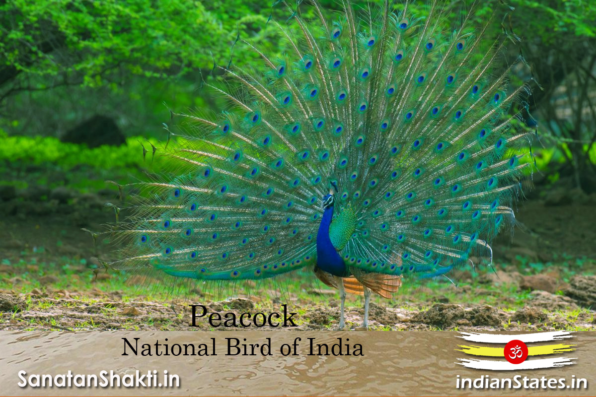 National Bird of India