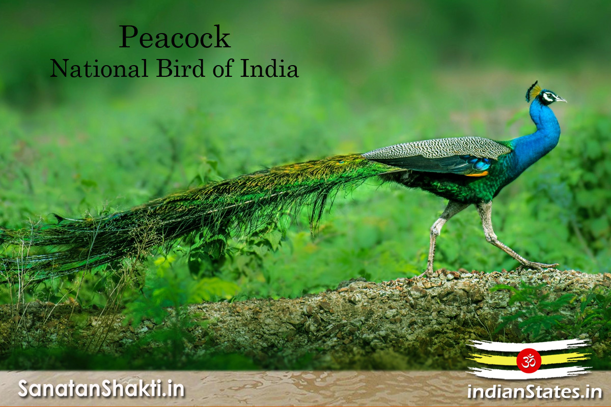 National Bird of India