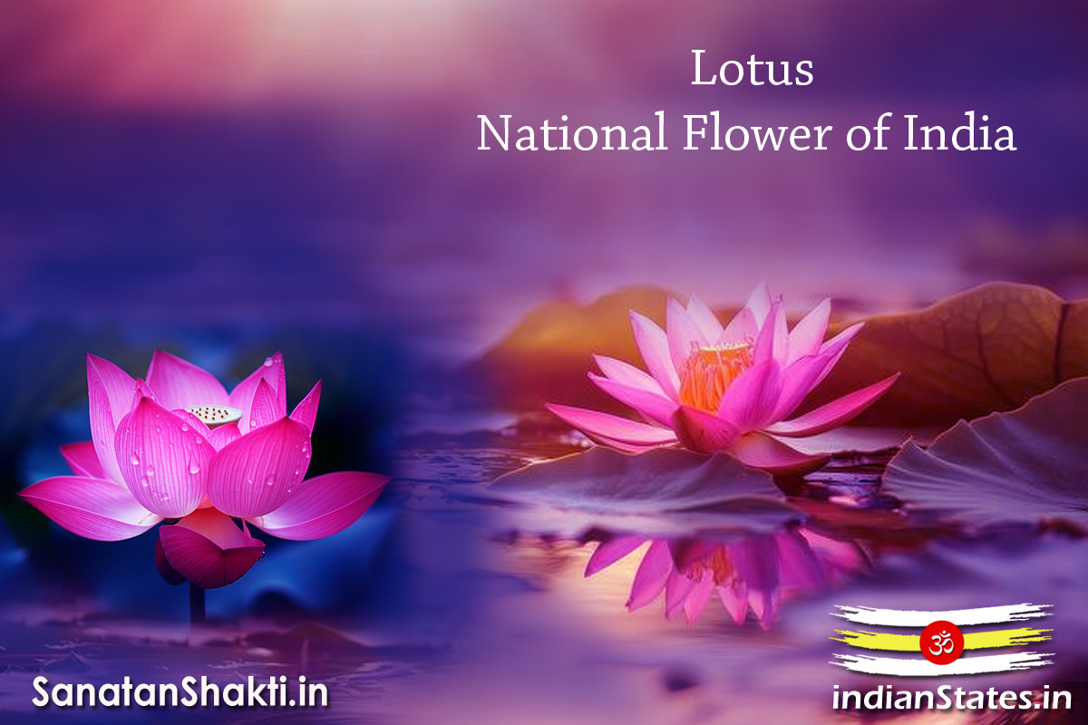 National Flower of India - Lotus