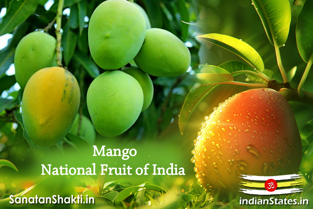 National-Fruit-of-India-Mango