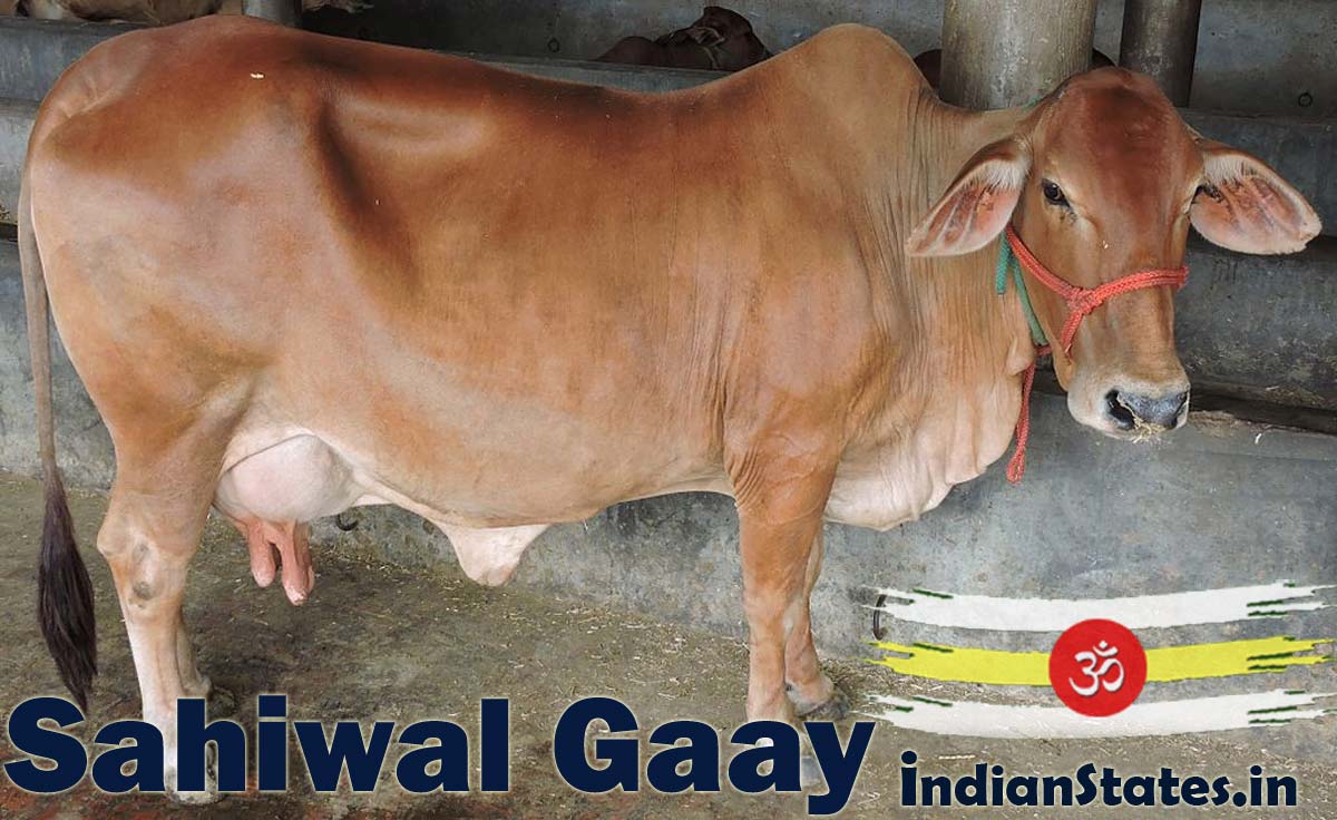 Sahiwal Cow उत्तम दूध देनेवाली गाय (दुधारू गौ माता) की पहचान कैसे करें