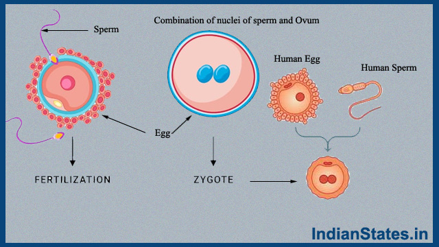  combination-of-nuclei-of-sperm-and-Ovum  